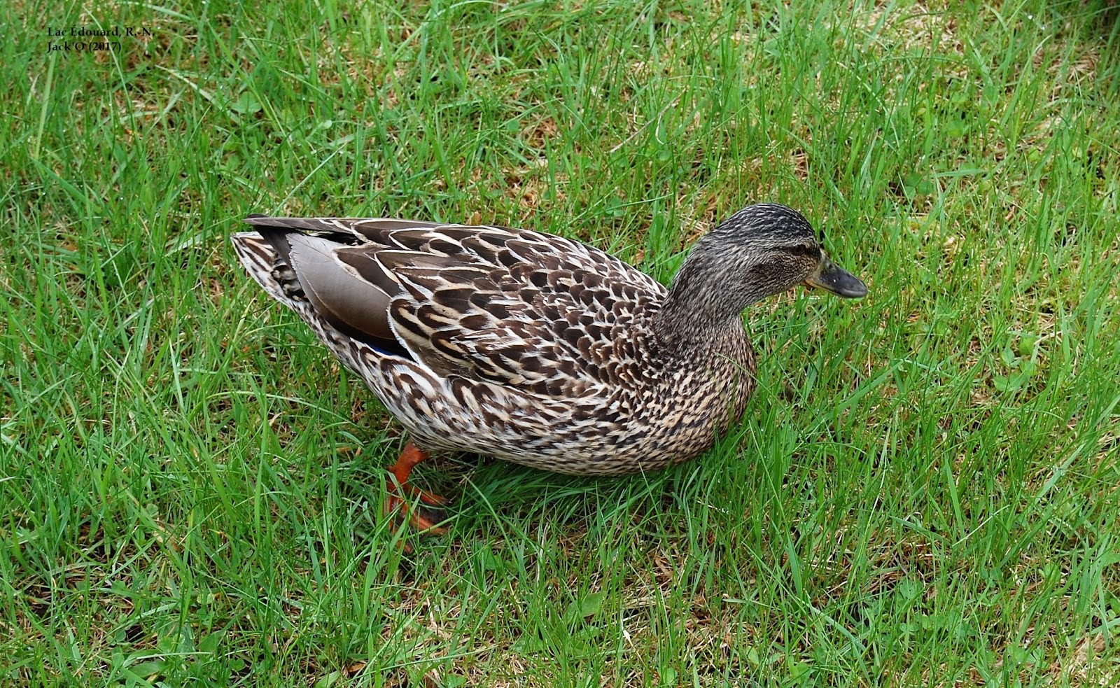 L'OEIL AU VERT LAC ÉDOUARD (ROUYNNORANDA). 22 MAI 2017
