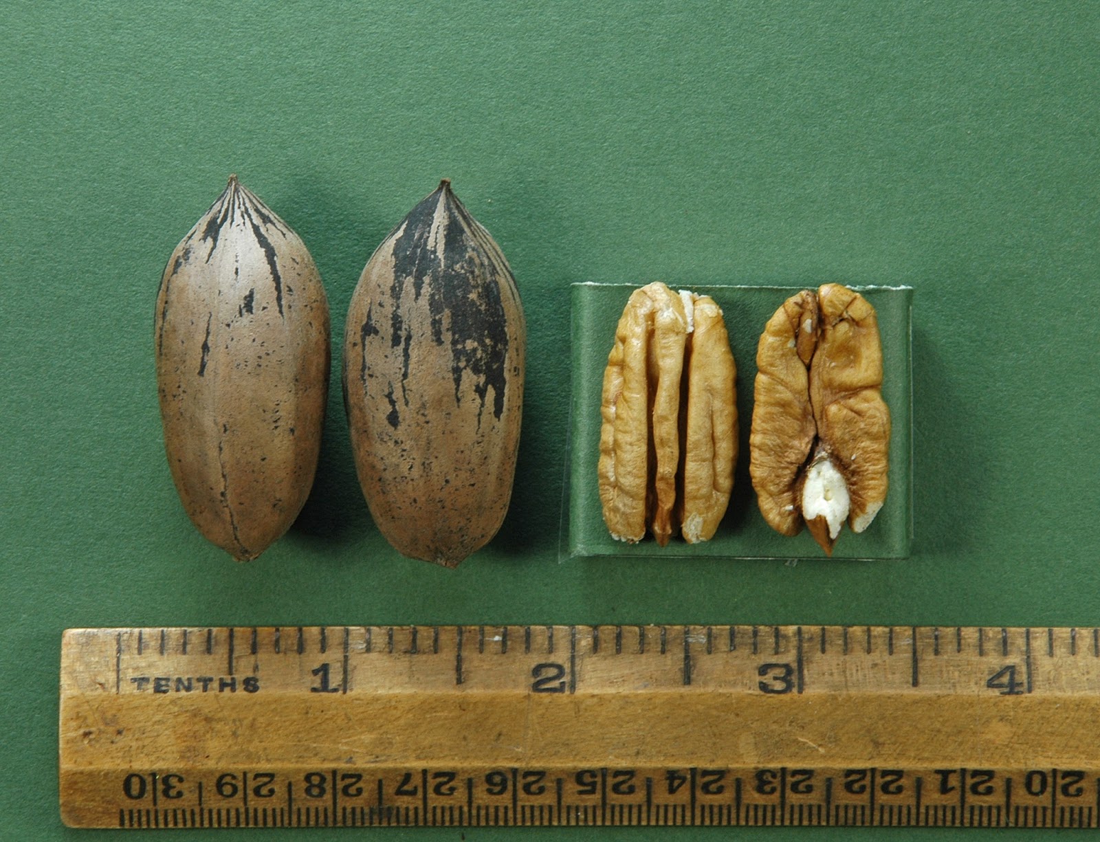 Northern Pecans Pecan Cultivars