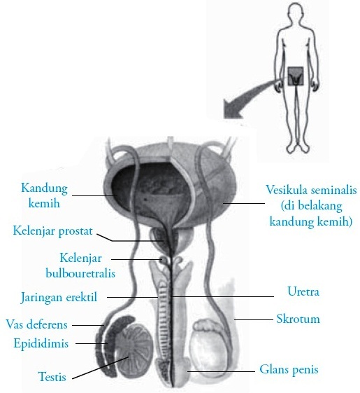 Testis pada Pria  Fungsi Struktur Pengertian Bagian Anatomi