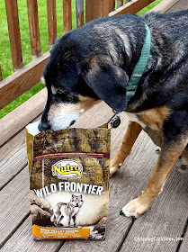 Teutul couldn't wait to try the Nutro Wild Frontier Open Valley recipe #LapdogCreations ©LapdogCreations