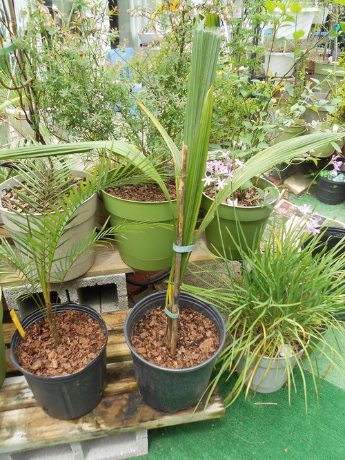 How to Grow Coconut Tree, Growing Coconut Plant in Pot Everything