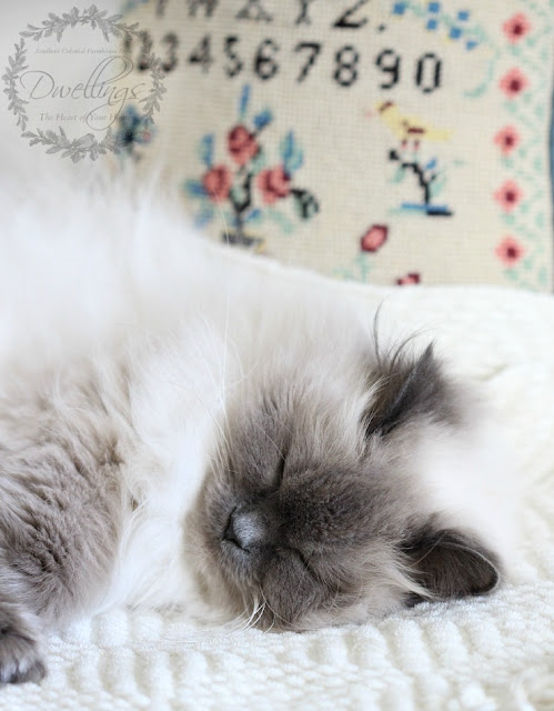 Bella kitty taking a cat nap.
