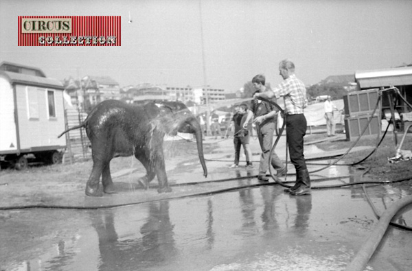 la douche de l'éléphant