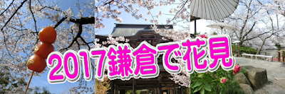  ２０１７鎌倉で花見