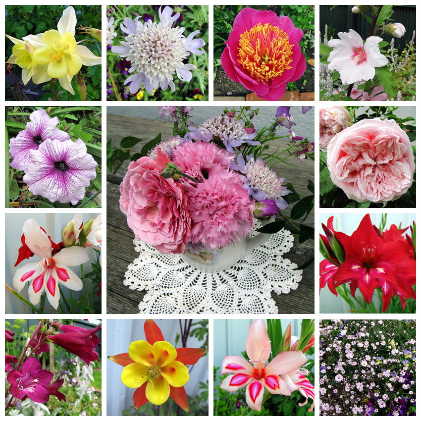 Camellia Rose December flowers