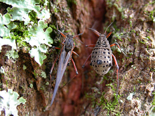 Still a few bugs in the system: Go hug a bug!