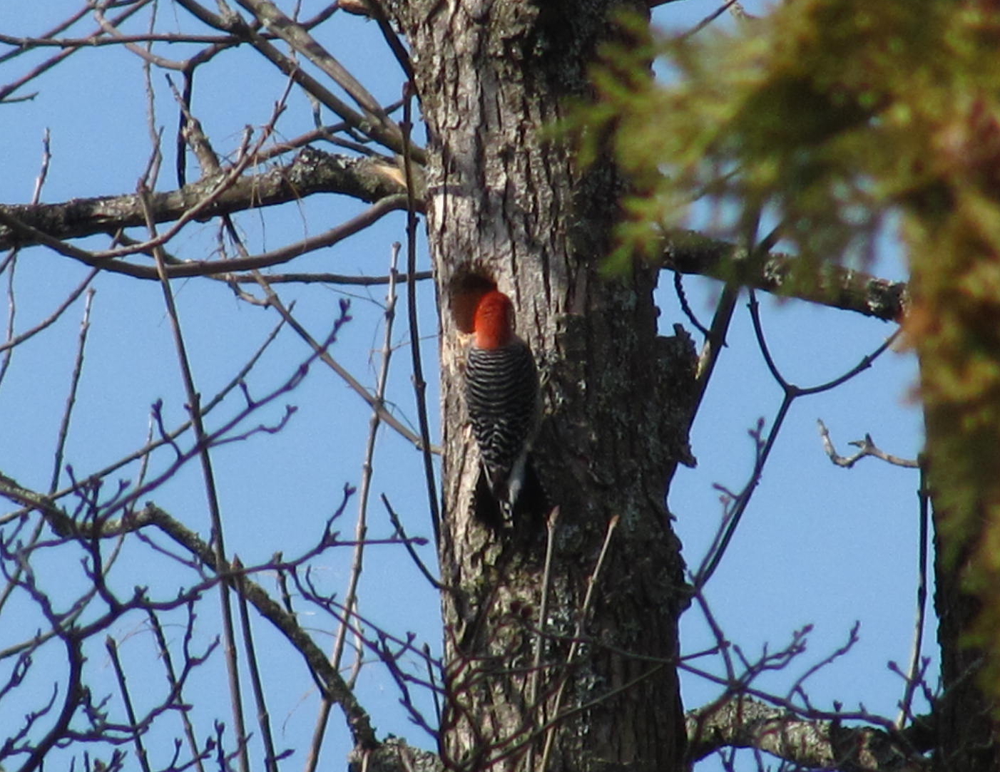 ve observed red bellied woodpeckers nesting in alpena since 2006 ...