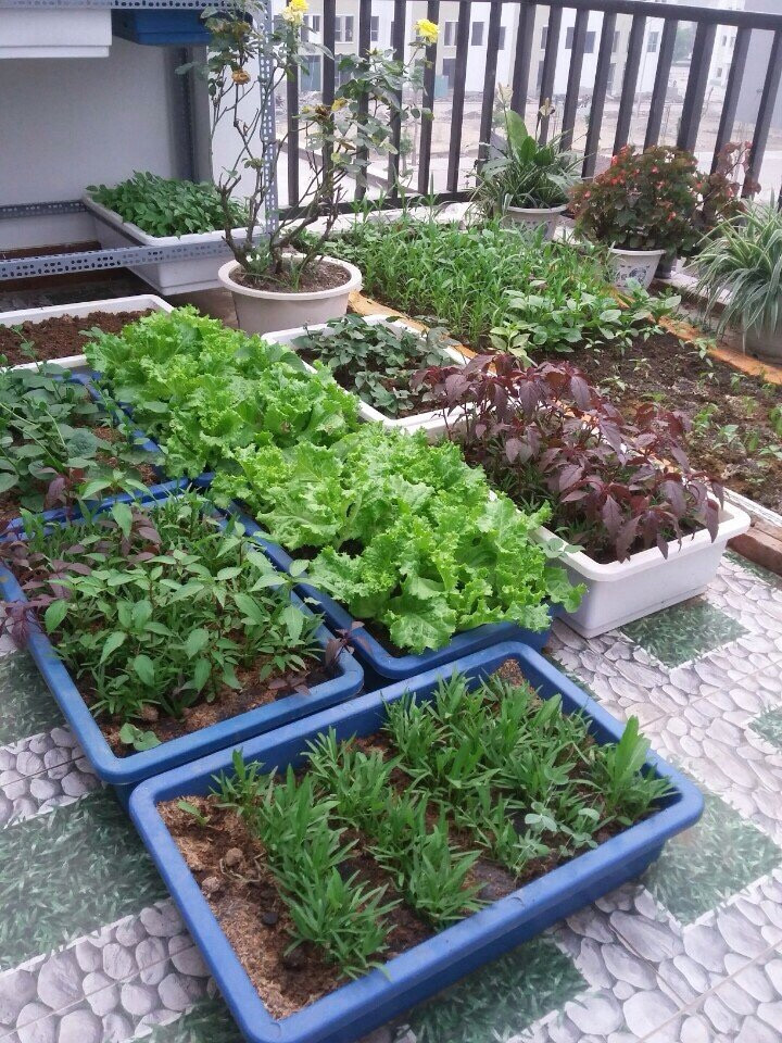 Mô hình trồng rau thủy canh hữu cơ tại gia Du lịch nửa tháng về nhà có rau  ăn