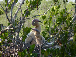 Everglades National Park