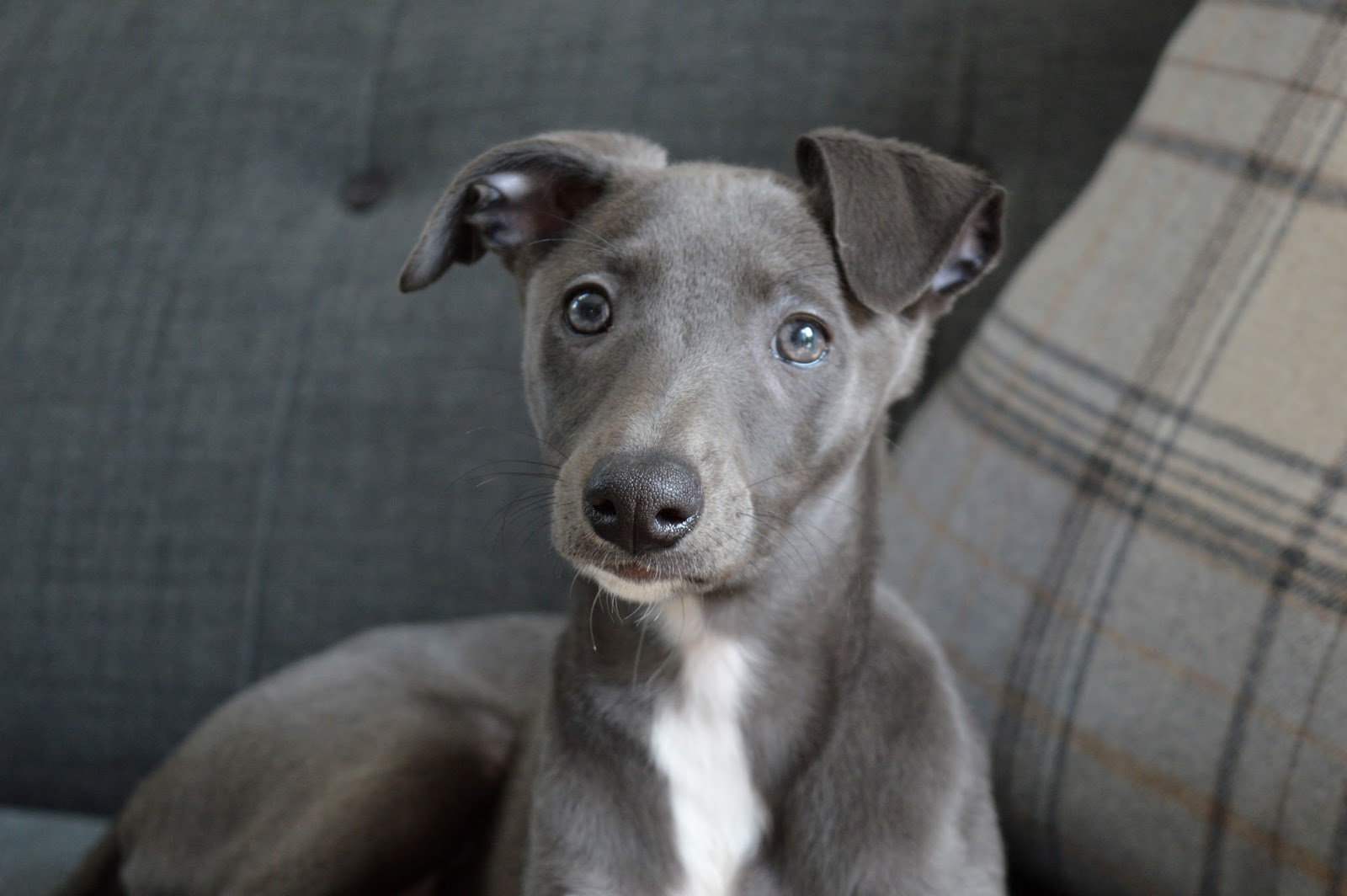 Grey Brindle Whippet - Photos All Recommendation