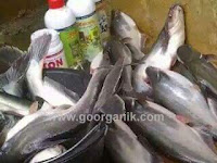 Cara Budidaya Ikan Patin Agar Cepat Besar Cara Budidaya Ikan Patin Agar Cepat Besar
