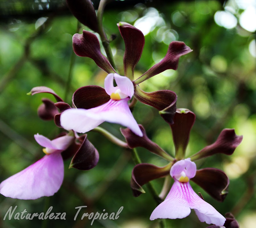 Racimo floral de la orquídea Encyclia cordigera