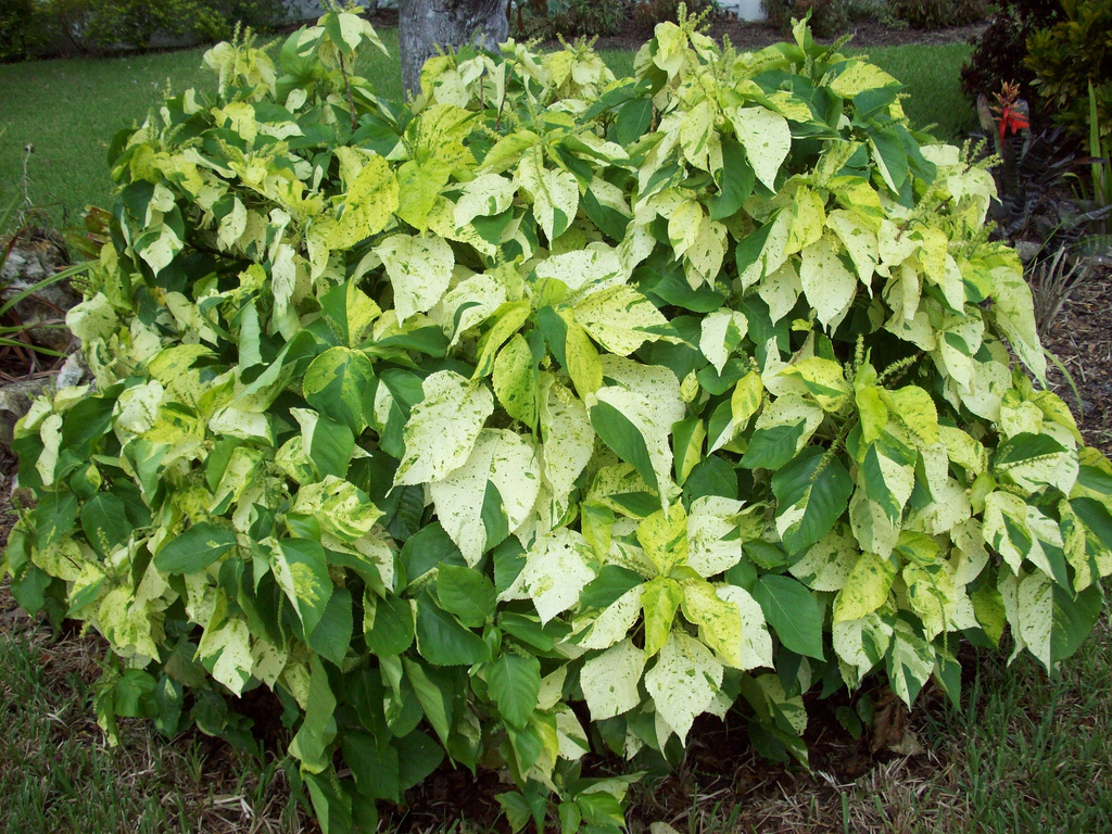 Gardening South Florida Style South Florida Hedge Plants v.I