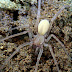 Laba-laba gua endemik Menoreh