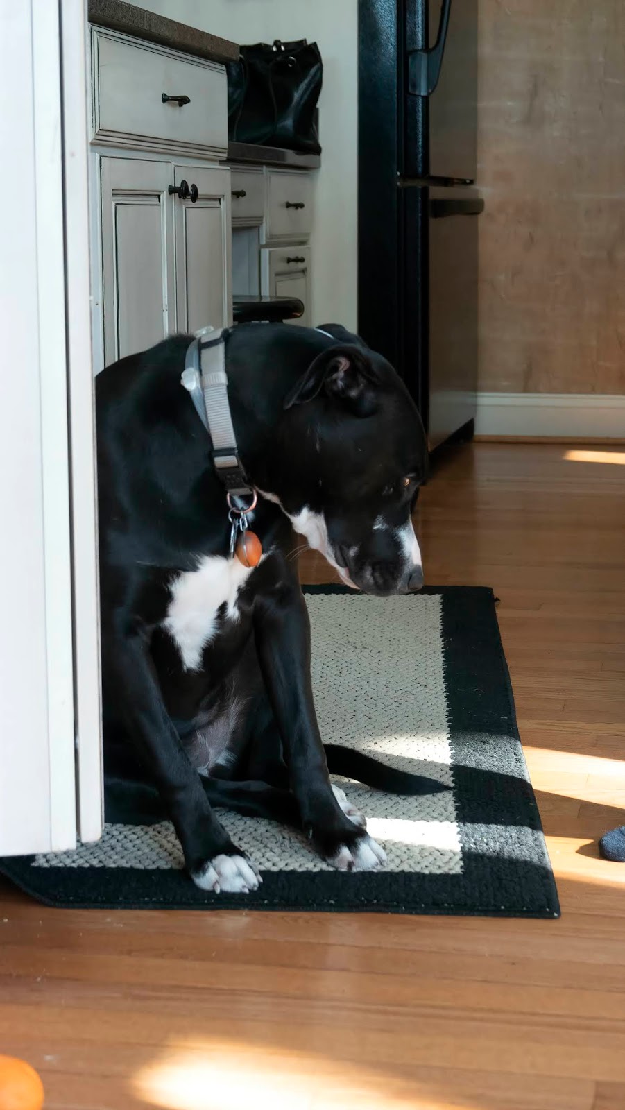 One Day at a Time Where Would FB Be Without Pet Photos?