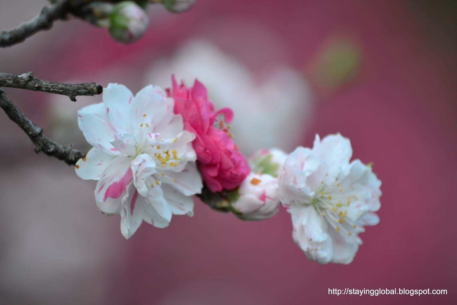 A Japanese Life Peach Blossoms Tsukikawa Onsen