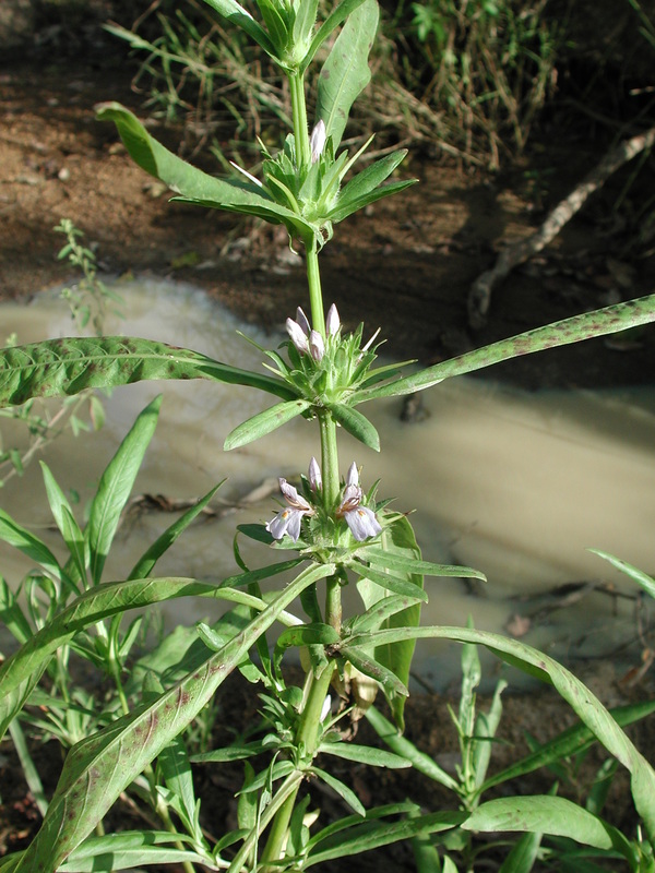 Herbal plants of Sri Lanka Ikiriya(Hygrophila auriculata, )