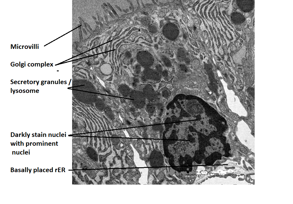 easyhumanatomy: Follicular cells of thyroid gland : summary