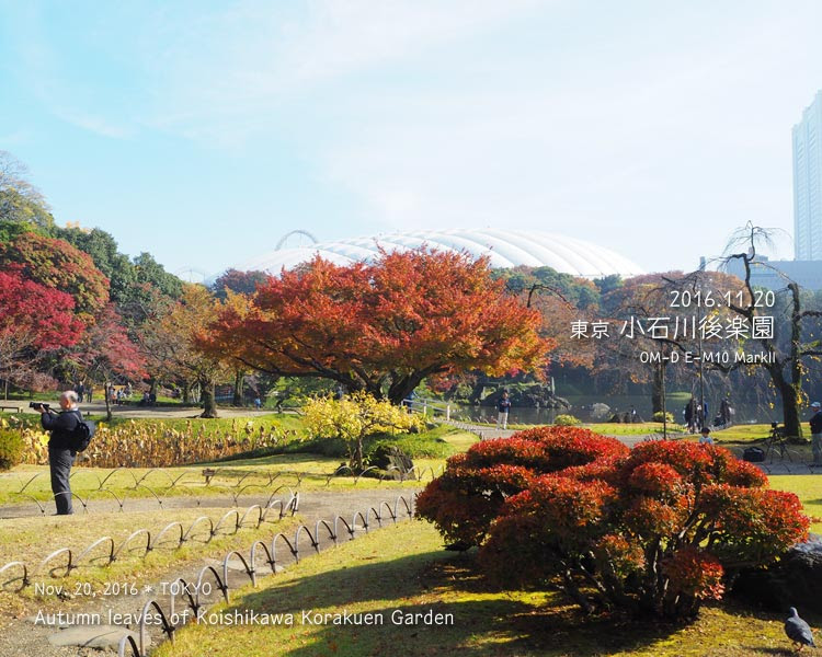 小石川後楽園の紅葉（11月中旬）