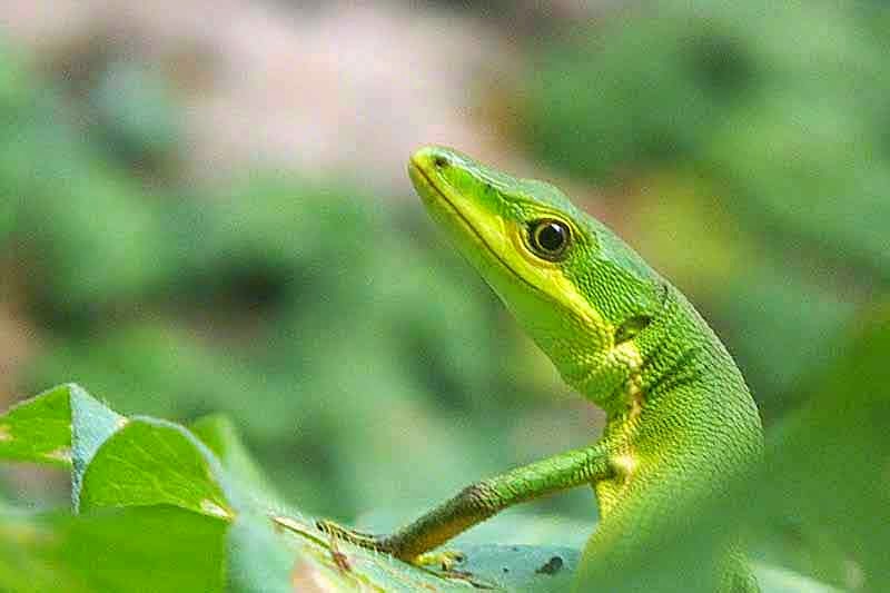 Takydromus,lizard, green