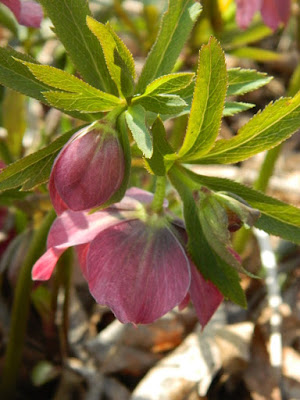 Helleborus x hybridus Berry Swirl hellebore at Toronto Botanical Garden by garden muses-not another Toronto gardening blog