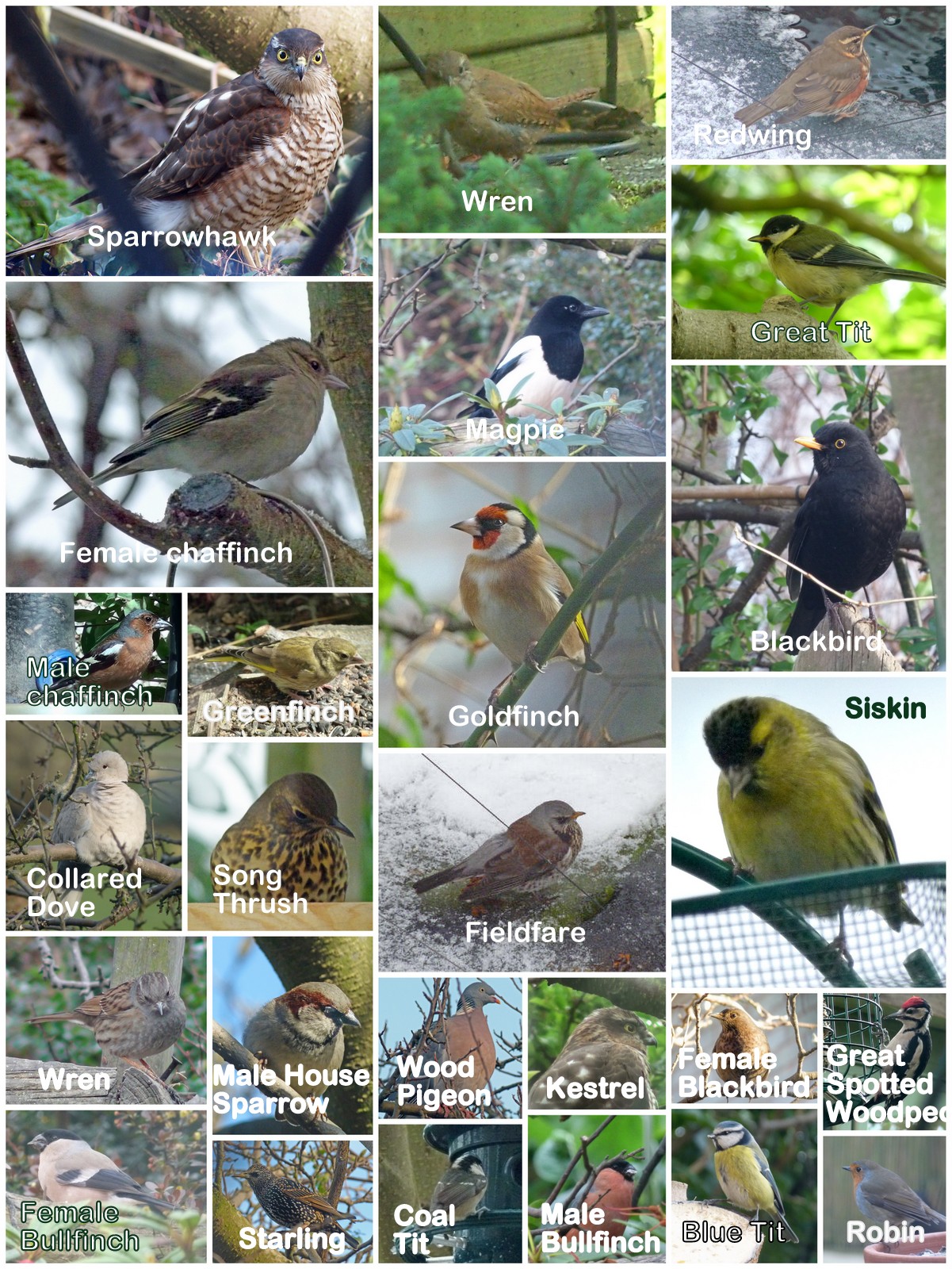 Learn to identify your garden birds