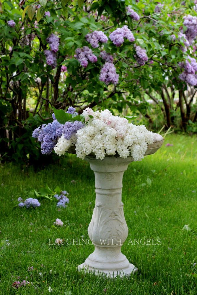 Syringa Species Stock Photos Syringa Species Stock Images Page