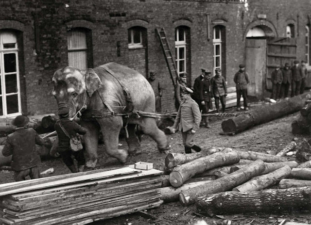 Немецкие военные используют слониху Дженни, реквизированную из Гамбургского зоопарка, на лесозаготовках для армии в коммуне Феллери на севере Франции. Первая мировая война, 1916 или 1917 год