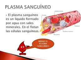 Plasma Sanguíneo