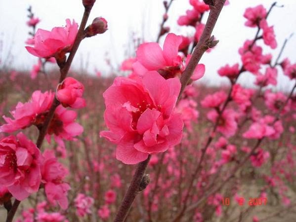 hình ảnh hoa đào ngày Tết