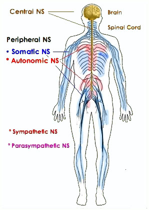 Karate with Vincent Cooper: Muscle imbalance and the nervous system