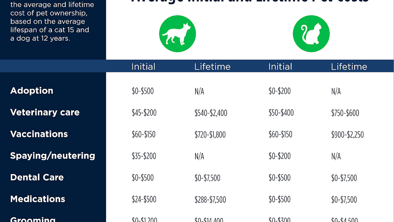 Veterinarian Costs For Cats Cat Choices