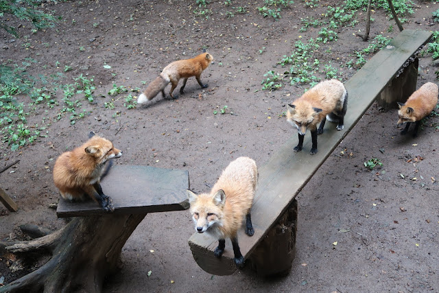 日本東北藏王狐狸村