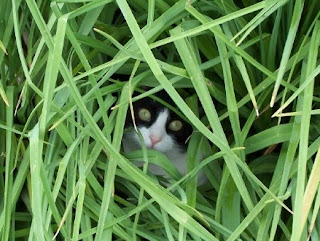 Sciencerific Science Surrounds Us...: Prokaryote or Eukaryote