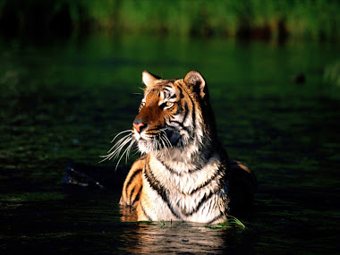 tiger pic