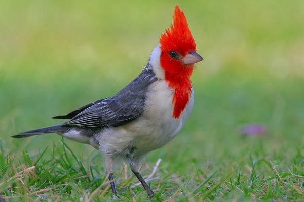 Burung Kardinal Jambul Merah