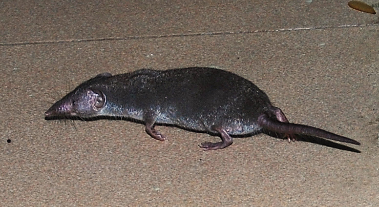 6 Cara Alami Efektif Mengusir Tikus Curut Di Rumah Tips Cara 6 Cara Alami Efektif Mengusir Tikus Curut Di Rumah Tips Cara