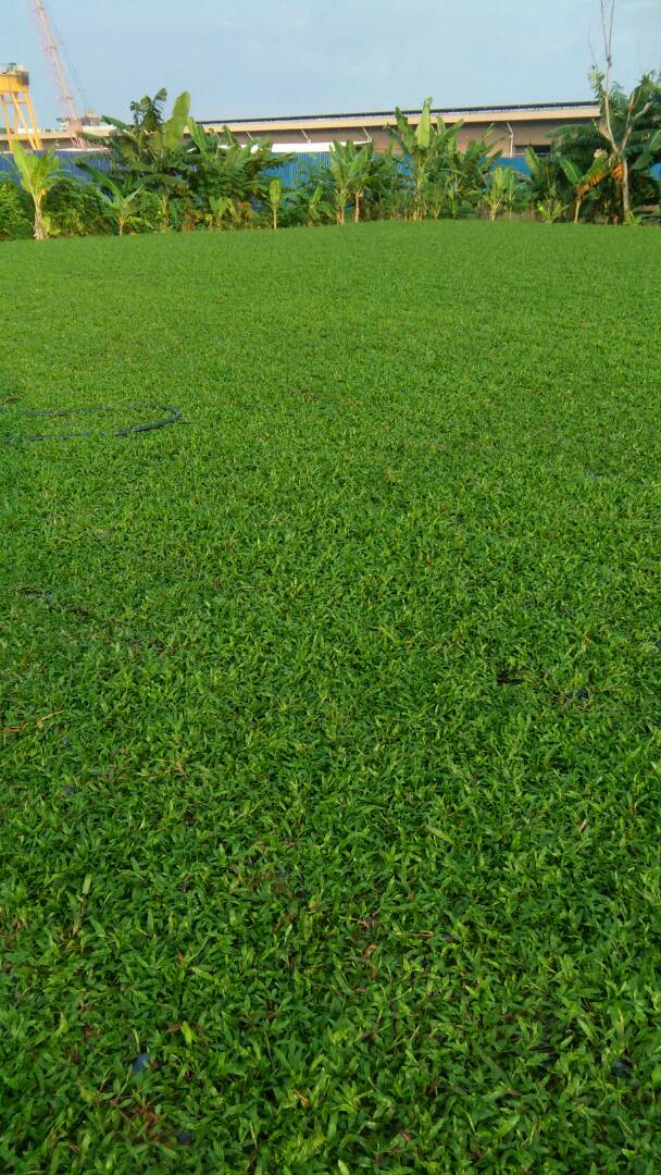 Pembekal Rumput Malaysia Pembekal rumput cow grass