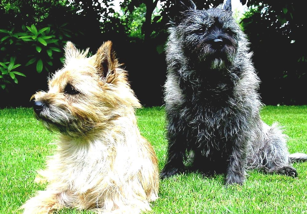 Cairn Terrier Toto Dog Breed