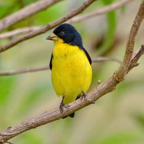 Lesser goldfinch (Spinus psaltria) | Birds of India | Bird World