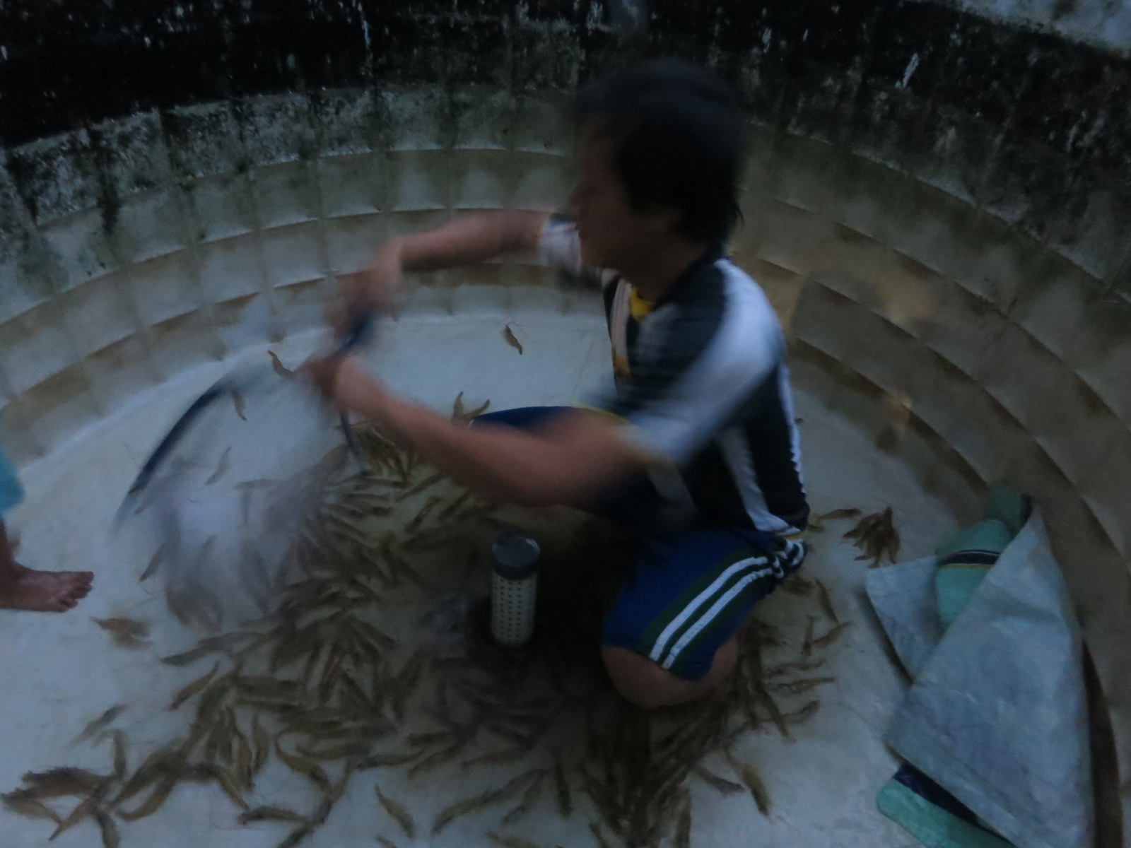 sukses budidaya udang