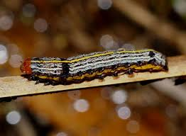 lily%2Bcaterpillar.png
