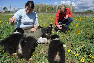 Australian Shepherd puppies