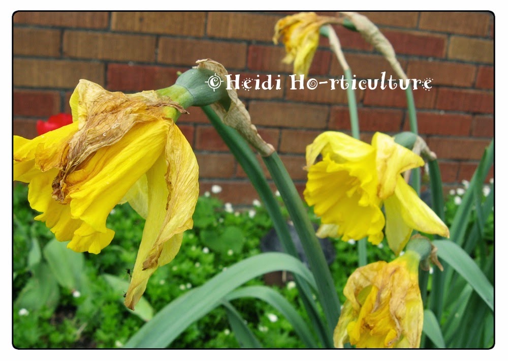 Heidi Horticulture Deadheading Flowering Bulbs After Blooms Fade