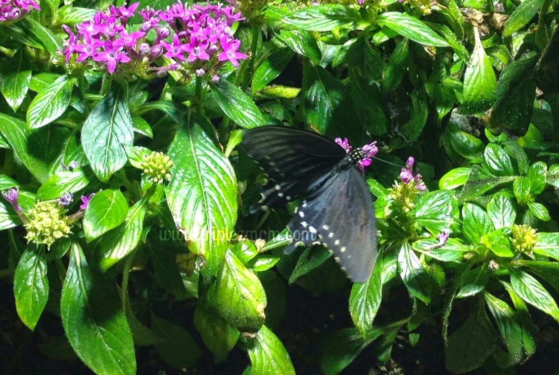 Black butterfly. 