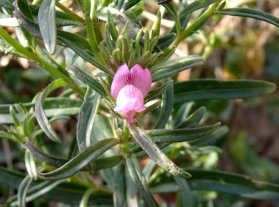 Antirrhinum barrelieri