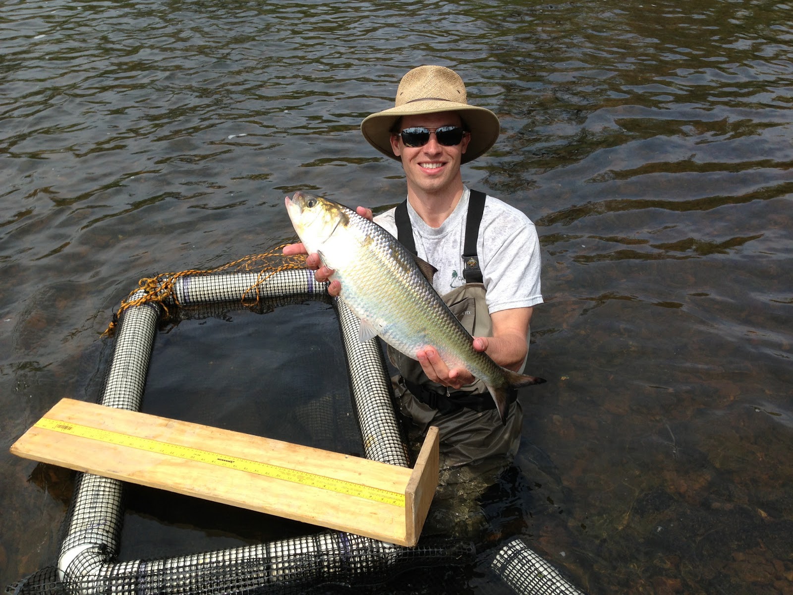 Endangered New Jersey The Delaware River Shad Run