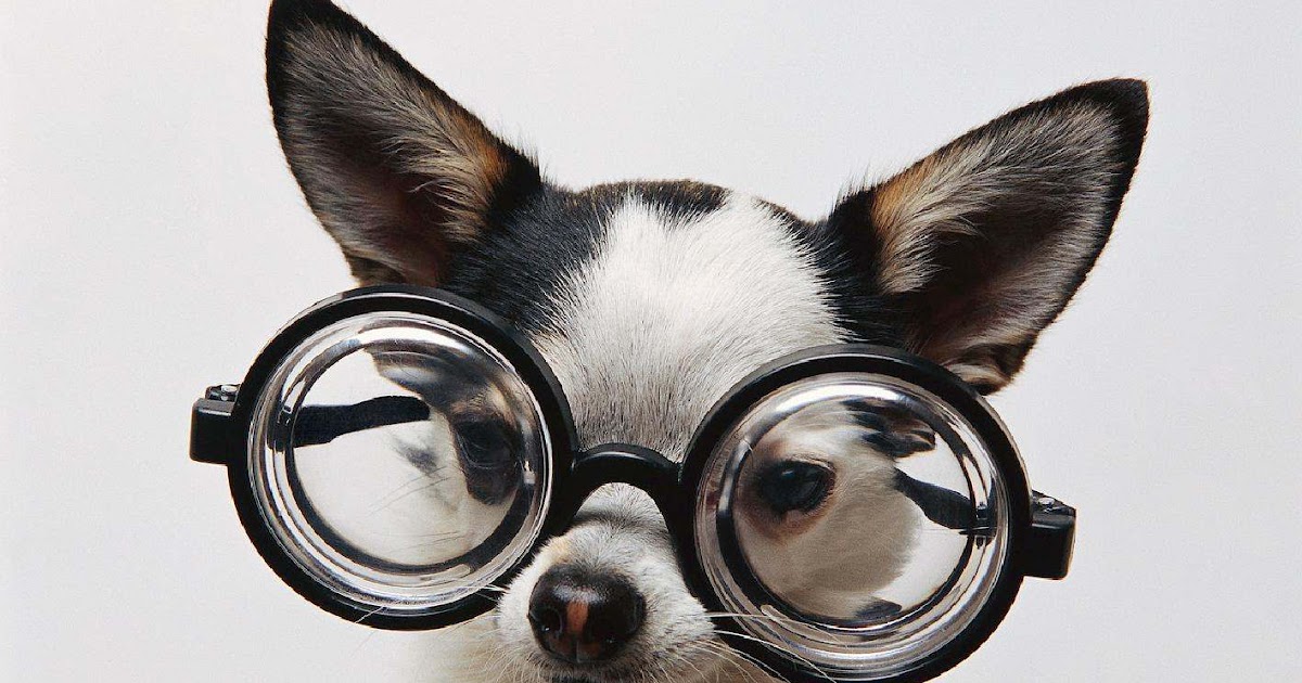 SPIGOLATURE SCIENTIFICHE Occhiali per cani al via il commercio