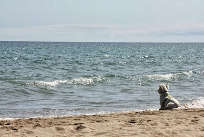 playa de perros