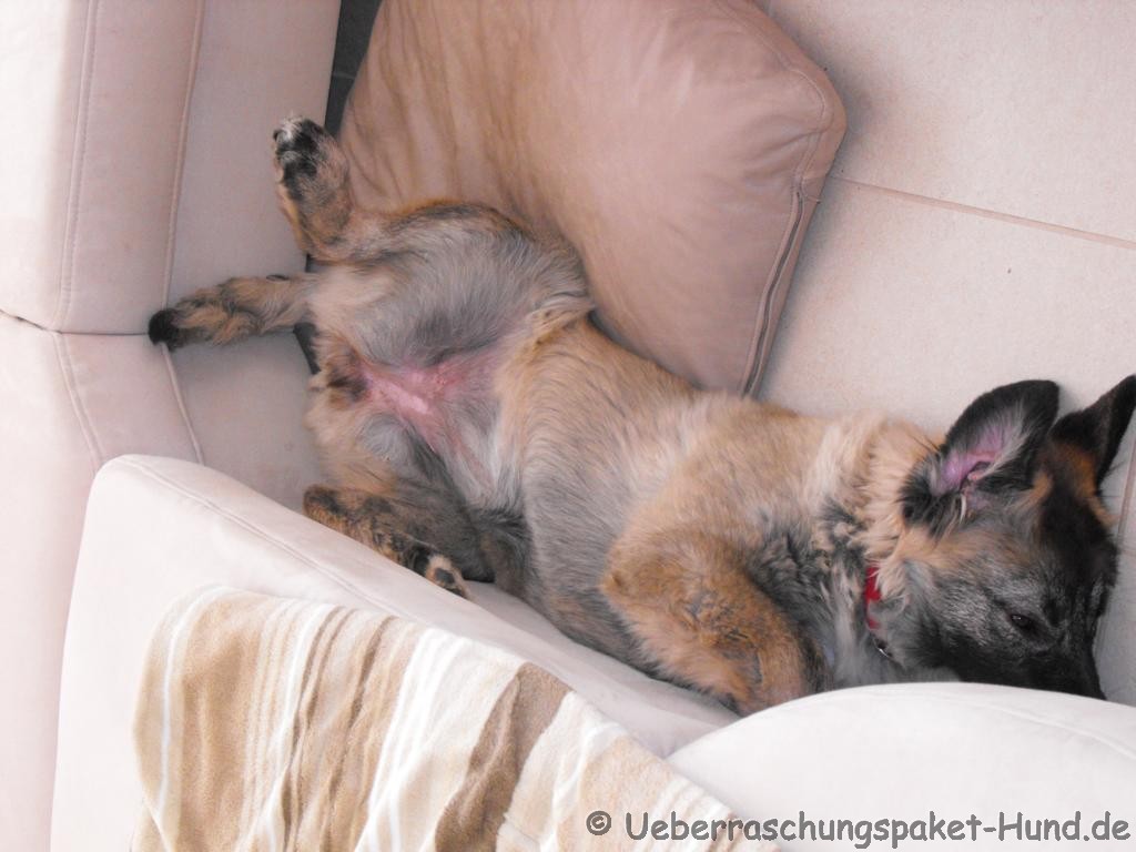 Überraschungspaket Hund ein Hundeblog der zeigt, wie unterschiedlich